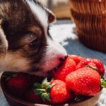 cute puppy eating ripe strawberries