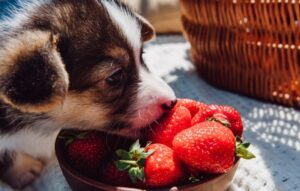 cute puppy eating ripe strawberries