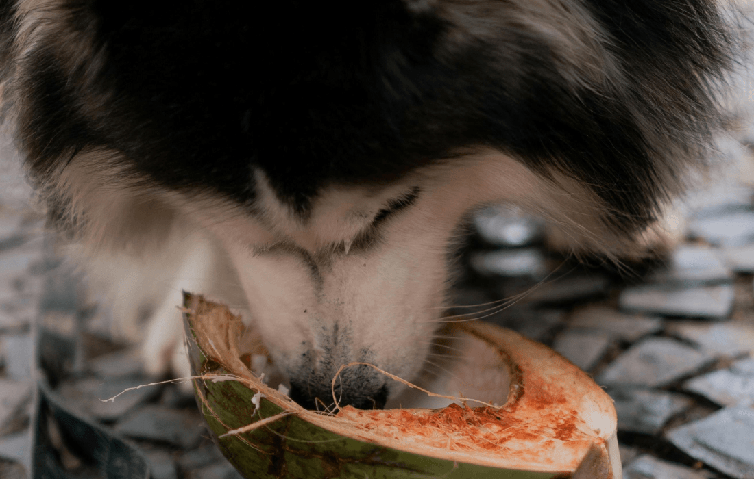 dog eating open coconut
