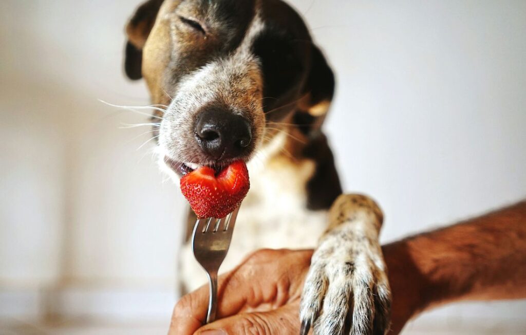 dog eating strawberry