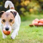 dog fetching apple from pile of apples