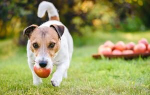dog fetching apple from pile of apples