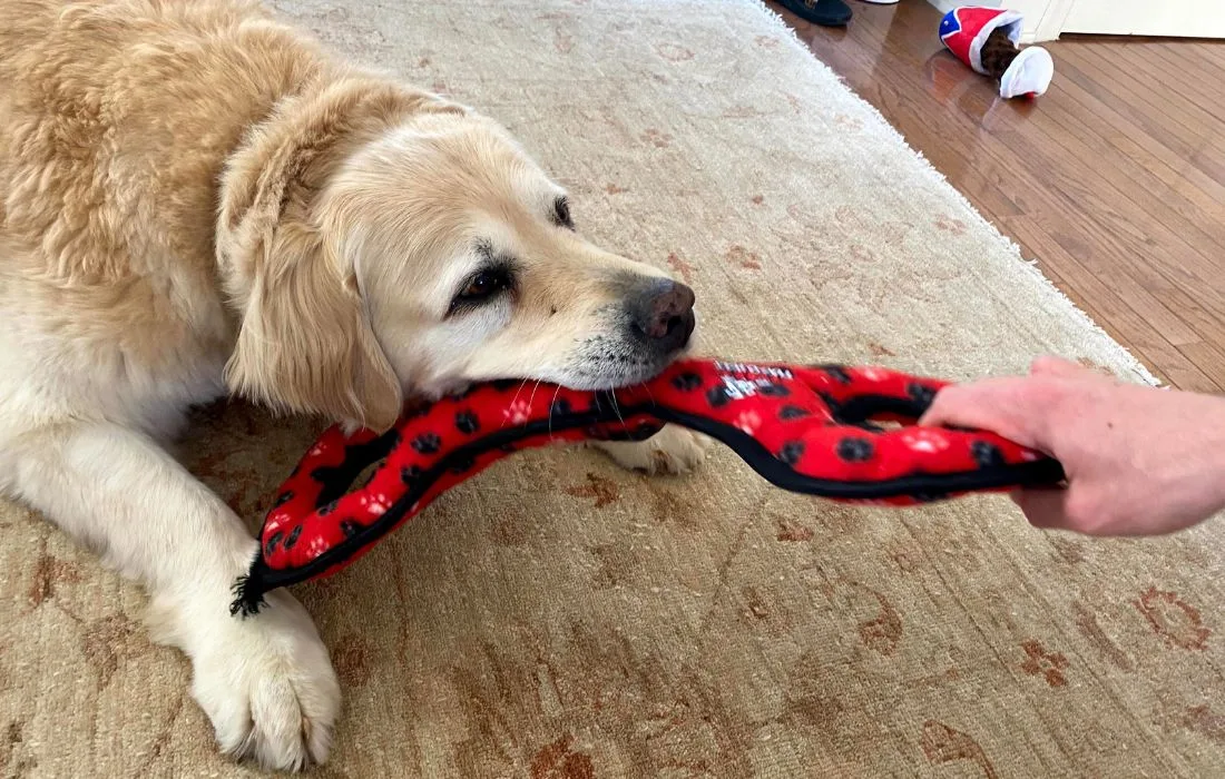 dog playing with red toy
