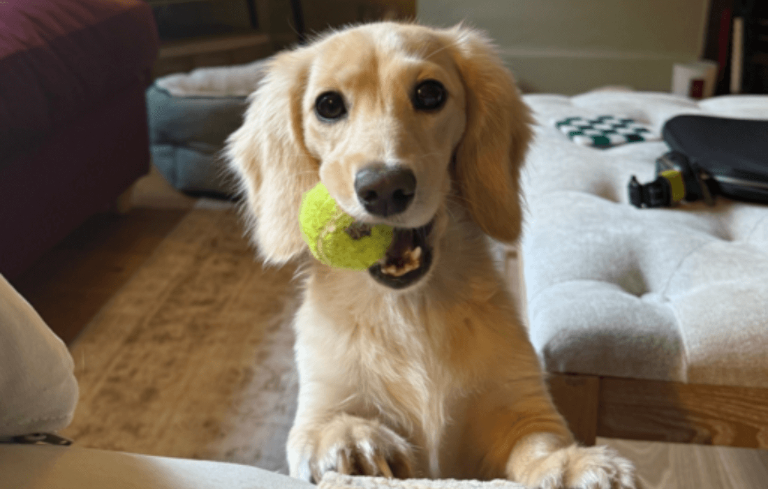 long haired daschshund in living room