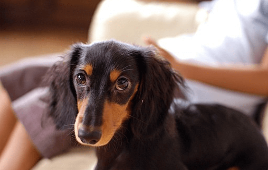 long haired daschund