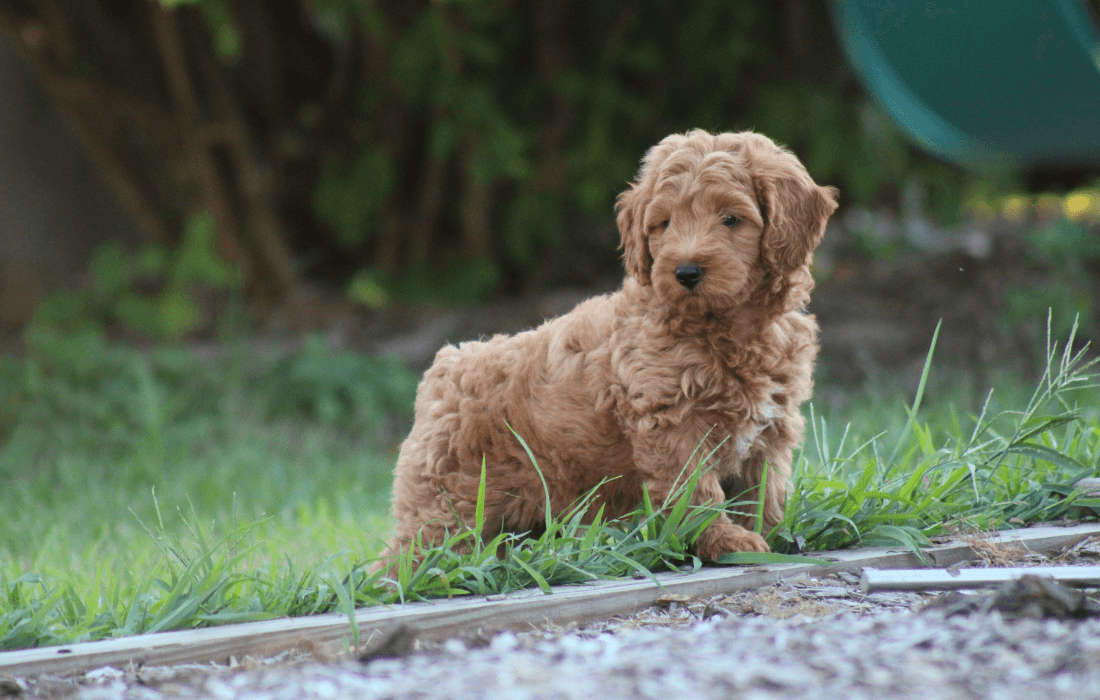 mini goldendoodle in backyard