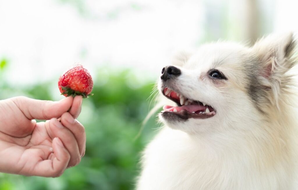 pomeranian dog looking red strawberry in hand with happy moment, selective focus