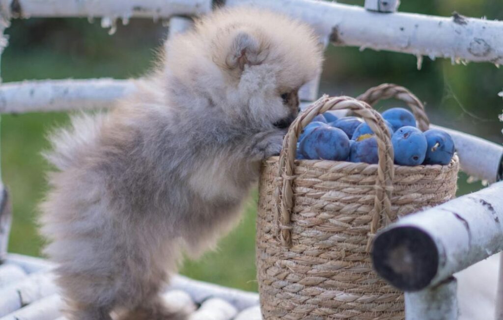small dog and blueberries