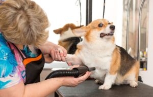 woman drying dog at grooming station