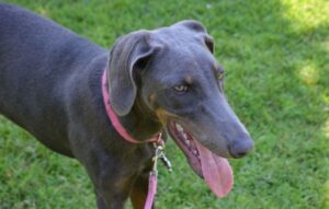 5 months blue doberman pischner