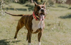 Brindle Pit Bull in a Red Collar