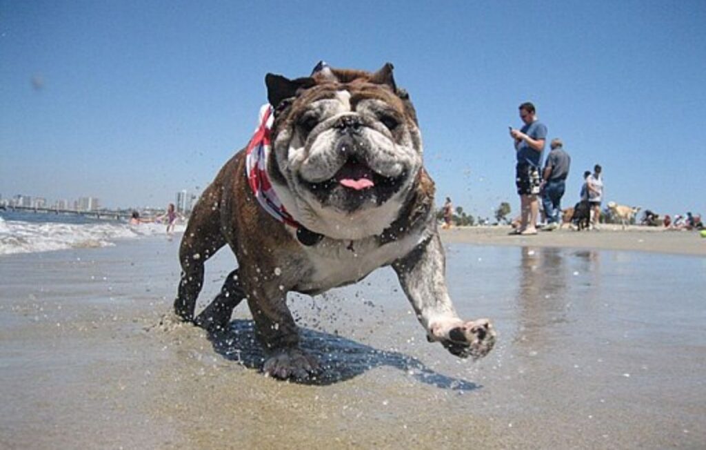 a bulldog at Rosie's dog beach
