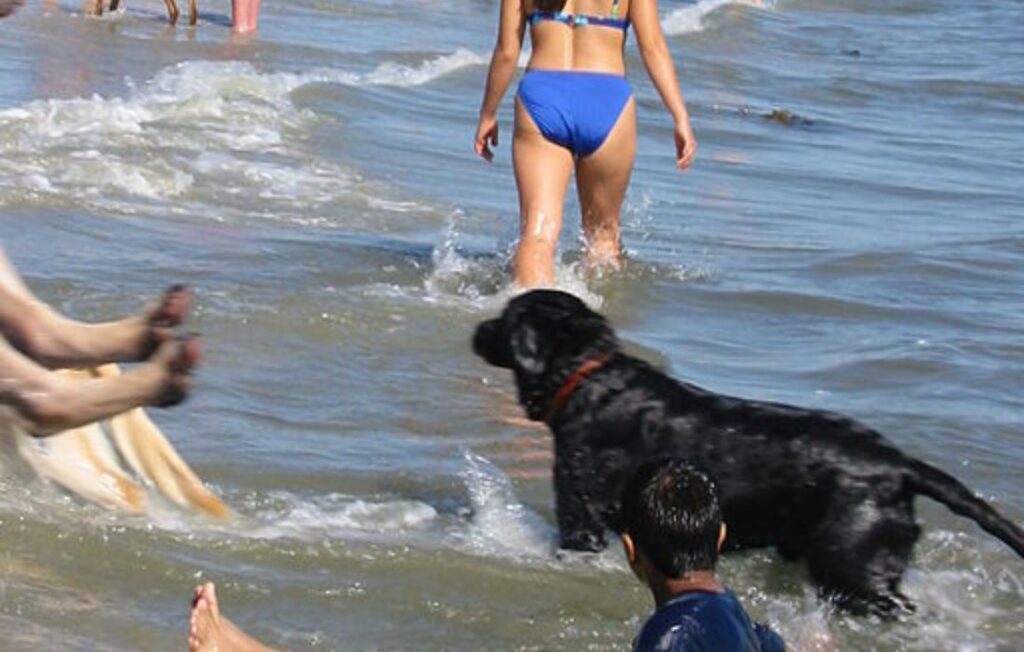 fun day at Rosie's dog beach