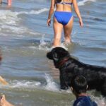 fun day at Rosie's dog beach