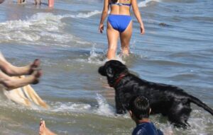 fun day at Rosie's dog beach
