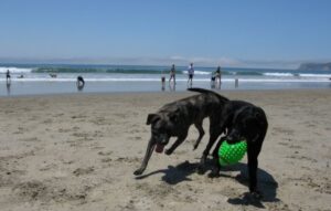 coronado dog beach