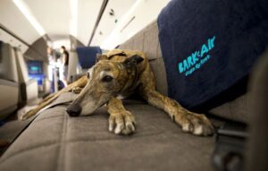 dog lying on seat in Bark Air