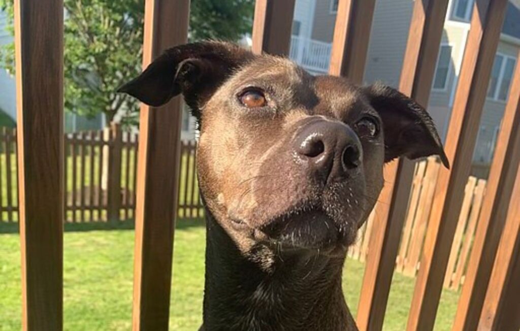 potcake dog breed an ultimate guide