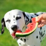 Dalmatian dog tasting watermelon dessert