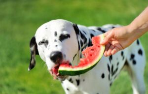 Dalmatian dog tasting watermelon dessert