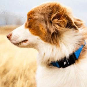 fi gps dog collar