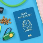 Traveling with Dogs Passport and Dog Items