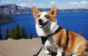 a Corgi at a national park