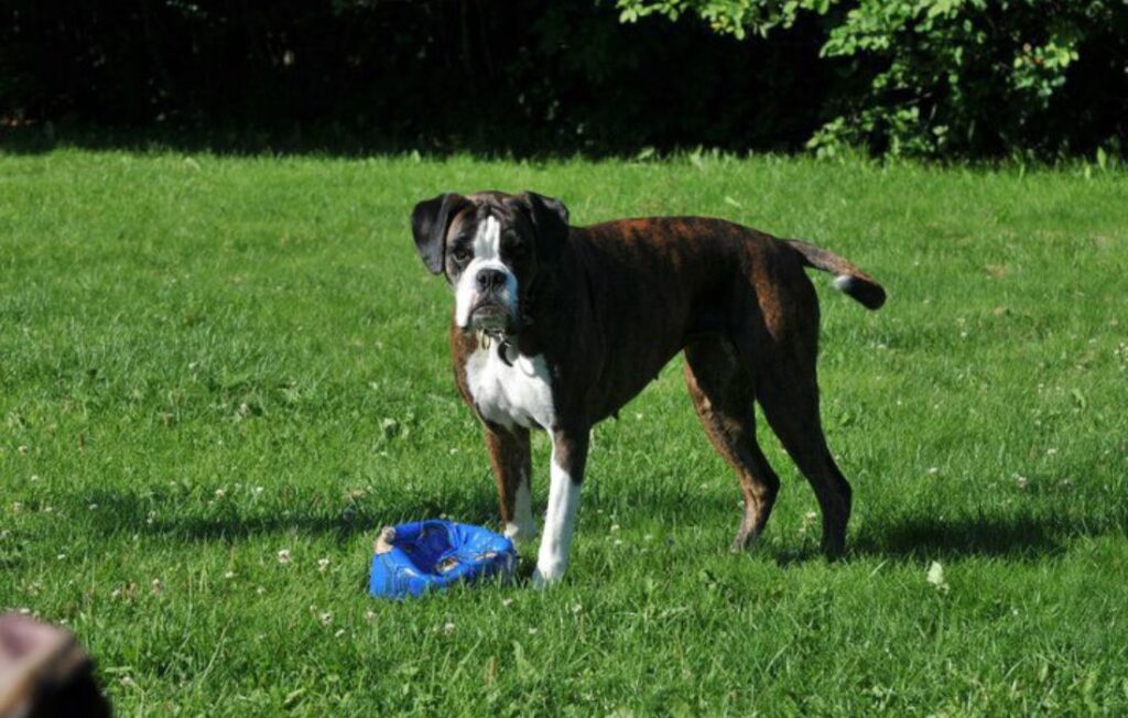 brindle boxer dog