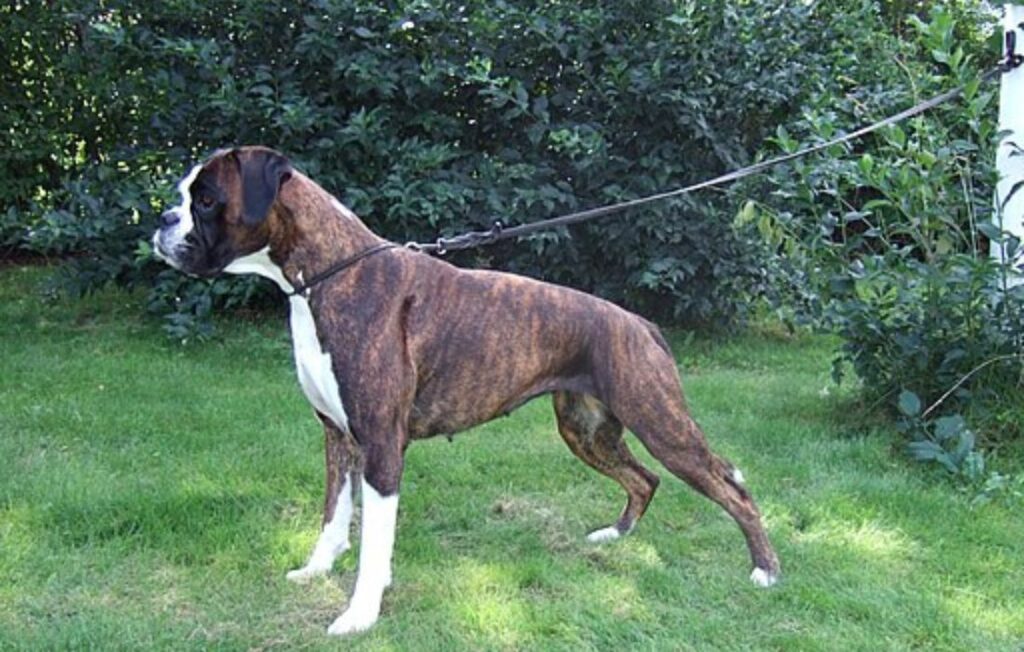 brindle boxer on a leash