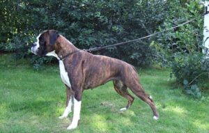 brindle boxer on a leash