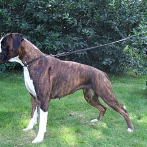 brindle boxer on a leash