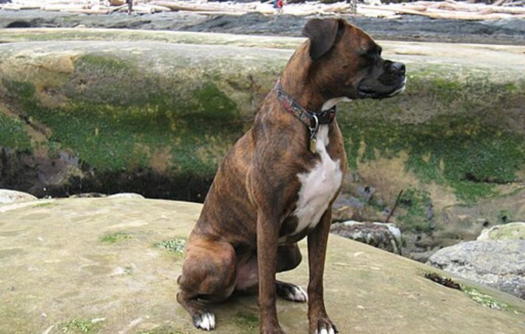 brindle boxer sitting in beach