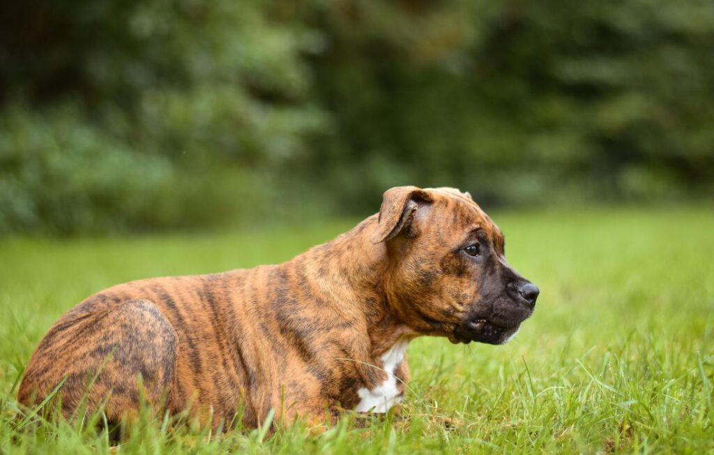 brindled coat boxer