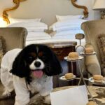 dog in hotel room
