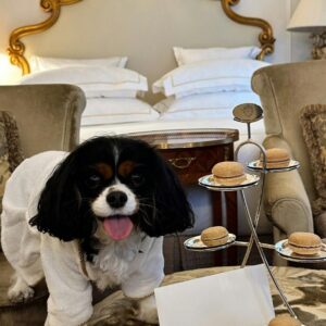 dog in hotel room
