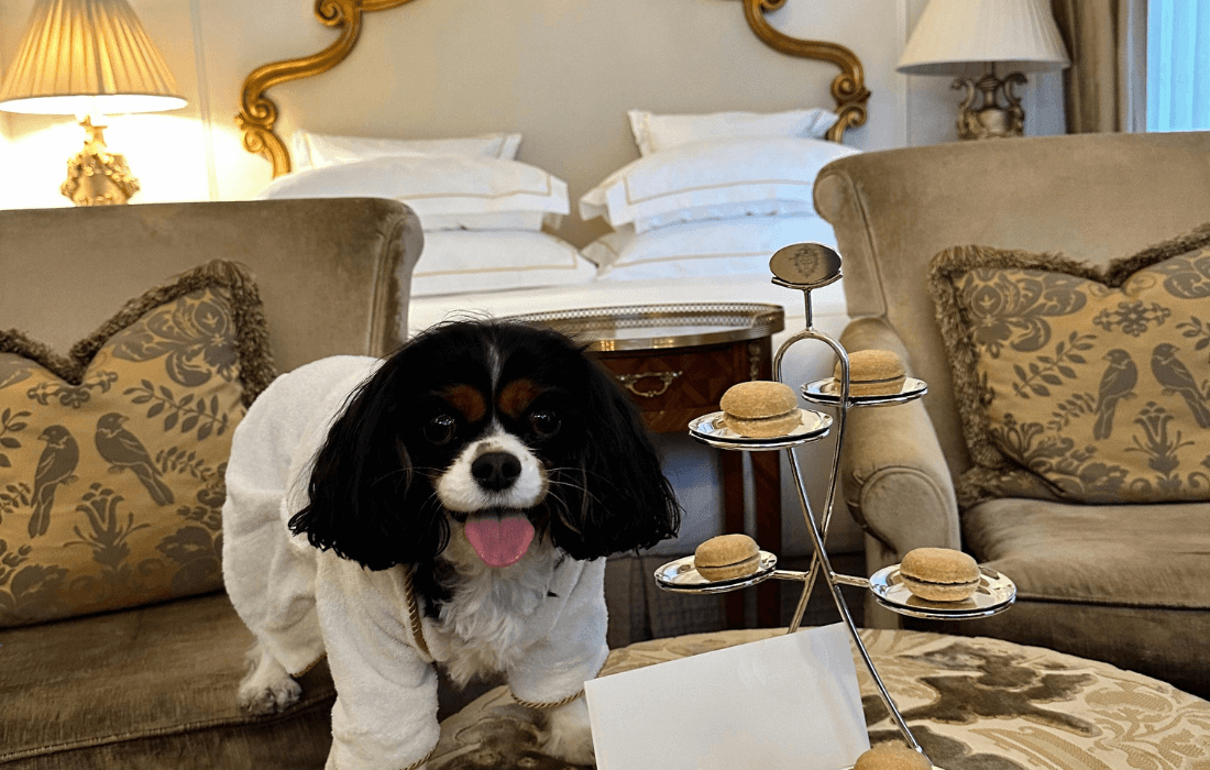 dog in hotel room