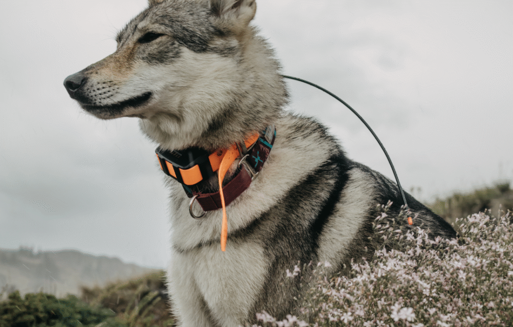 dog with gps dog collar