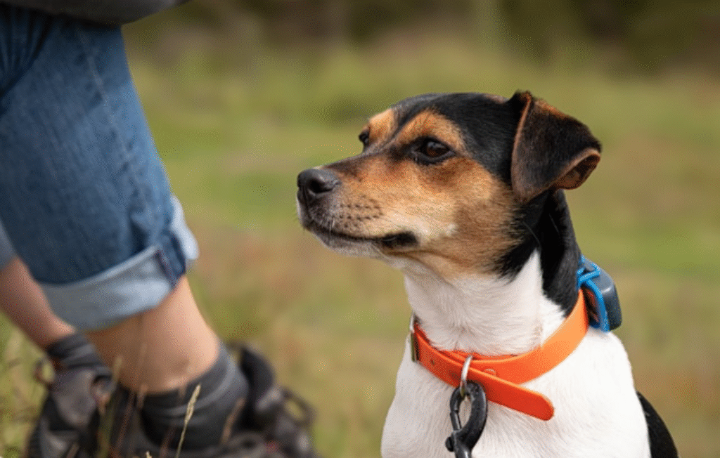white dog with a GPS collar