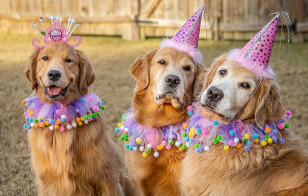 3 dogs at a birthday party