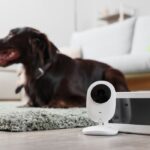 Best Cameras for Pet monitoring