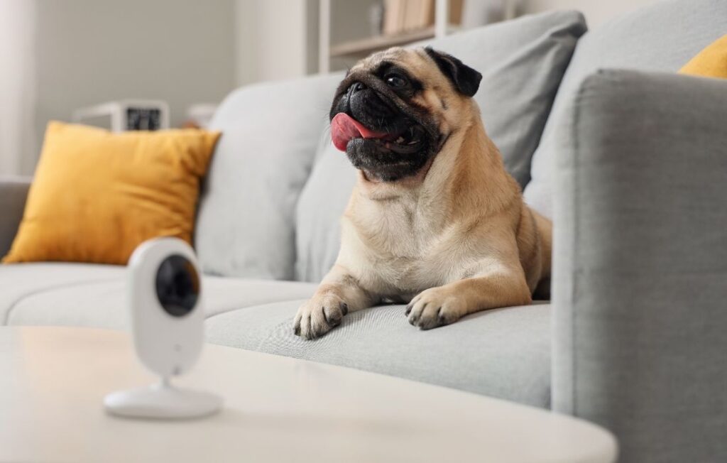 Cute Pug Dog Lying on Sofa under Video Surveillance at Home, Closeup