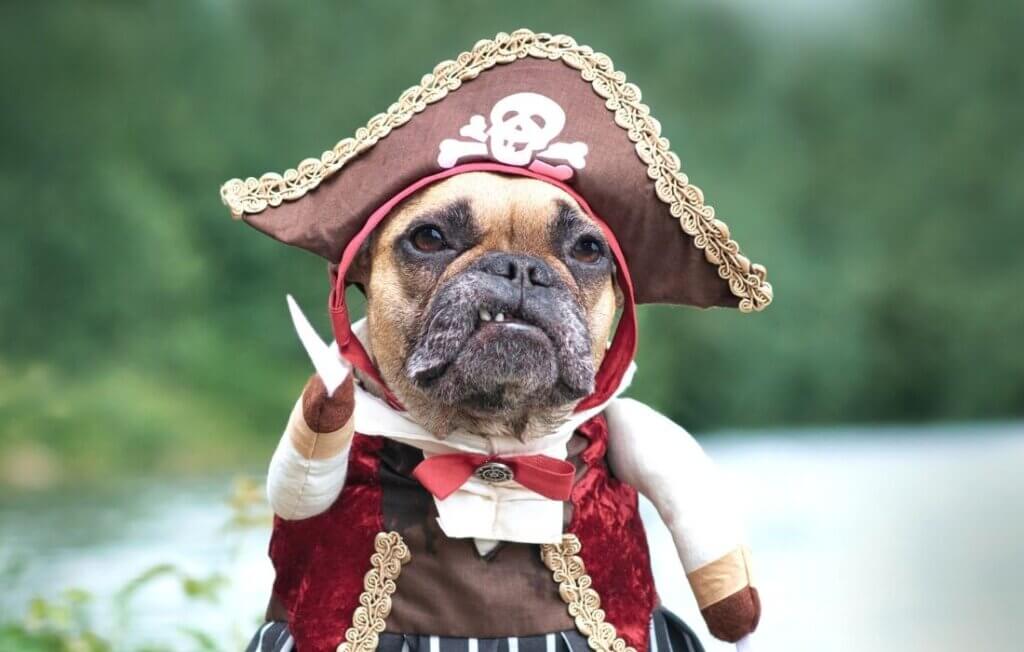 French Bulldog in Pirate Costume