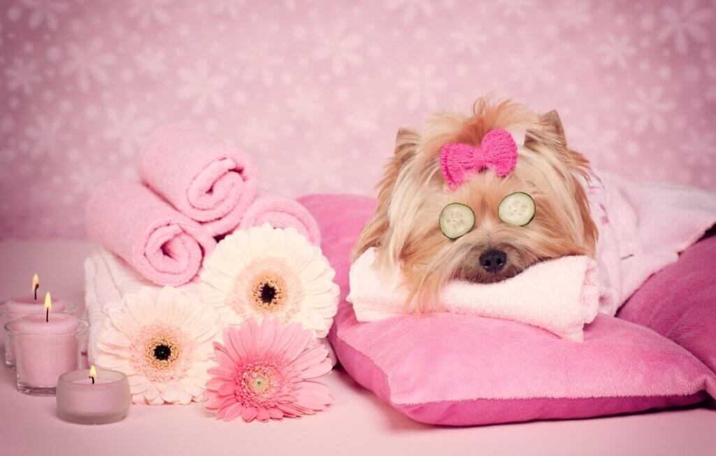 Yorkshire Terrier Dog Day at the Spa