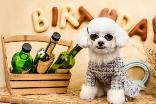 amazing dog bithday party theme