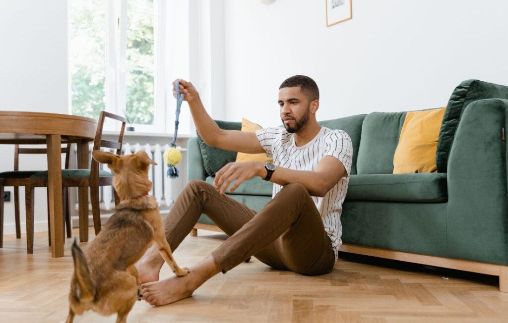 best dog for small spaces
