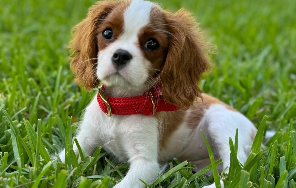 cavalier king