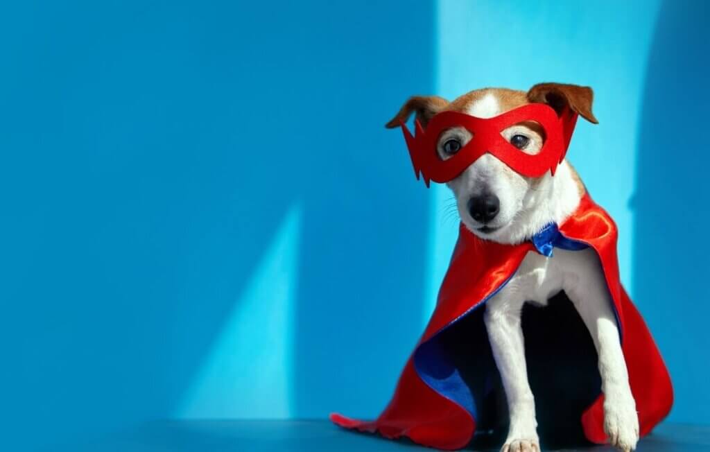 dog dressed as superhero