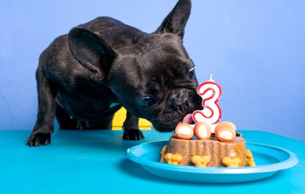 dog eating a cake