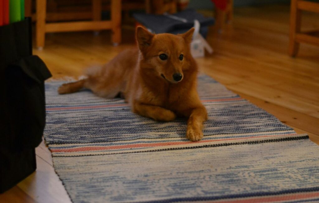 dog lying on living room rug
