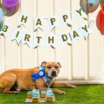 how to throw an epic dog birthday party